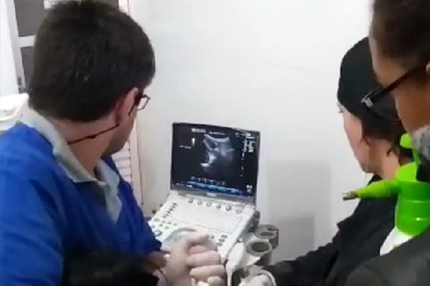 COLETA DE LÍQUOR EM EQUINOS EM ESTAÇÃO GUIADA POR ULTRASSONOGRAFIA