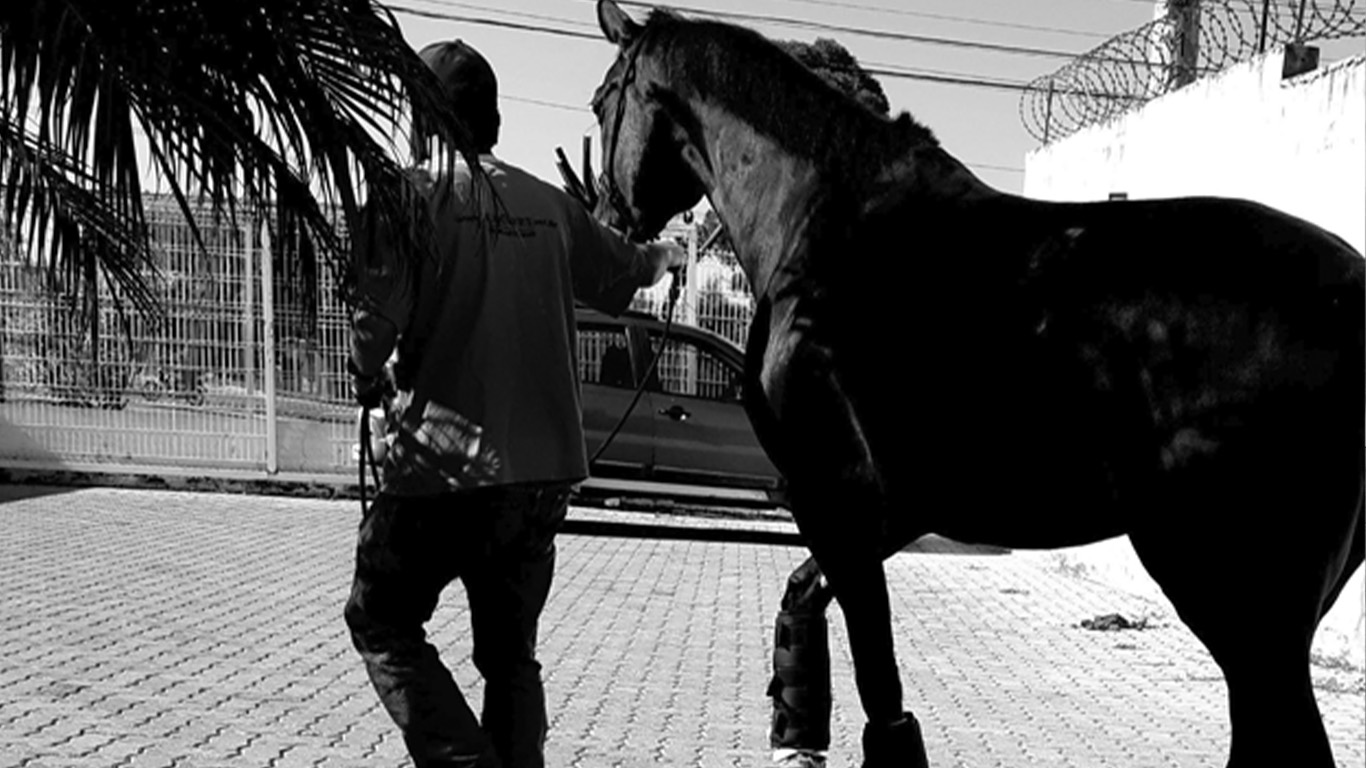 Compactação de Íleo em Equino