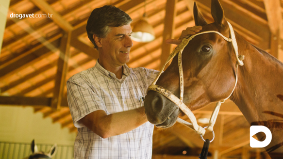 Ferida de verão ou habronemose equina: prevenção é essencial
