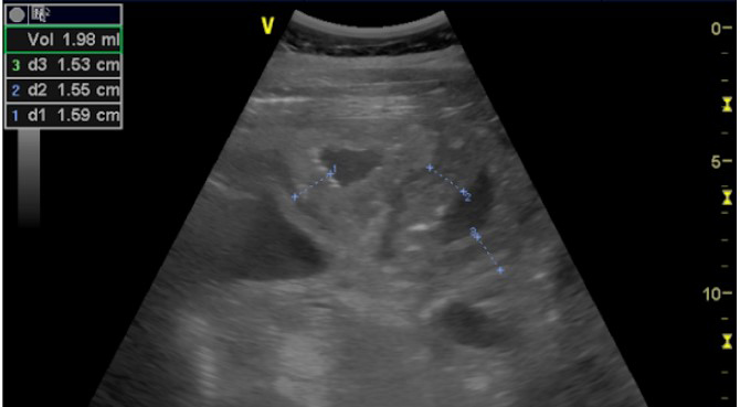 Hérnias Internas em Equinos