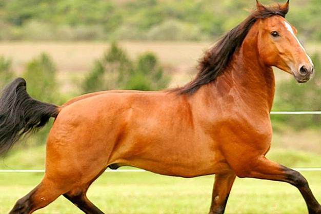 LOBECTOMIA HEPÁTICA NÃO MECÂNICA EM EQUINO - RELATO DE CASO