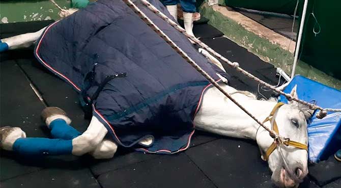 O que você precisa saber sobre fármacos para anestesiar um equino com cólica