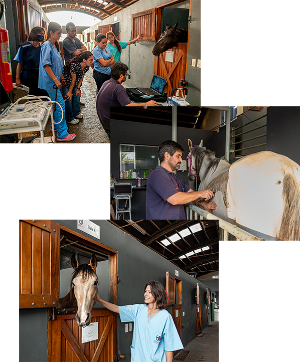 Programa de Aprimoramento Profissional Eqüivet